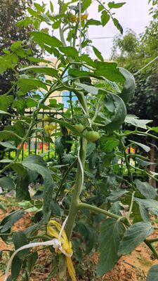 Fio de treliça agrícola de PP estabilizado UV com alta resistência à tração para suporte de escalada de tomate e pepino